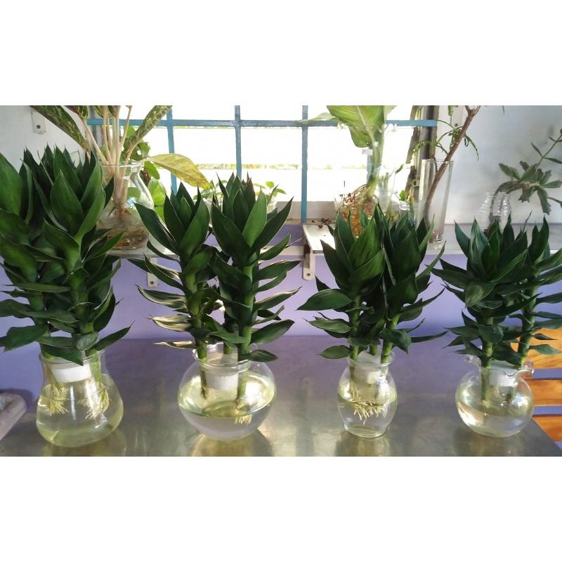 CÂY GIỐNG CÂY PHÁT TÀI BÚP SEN . *