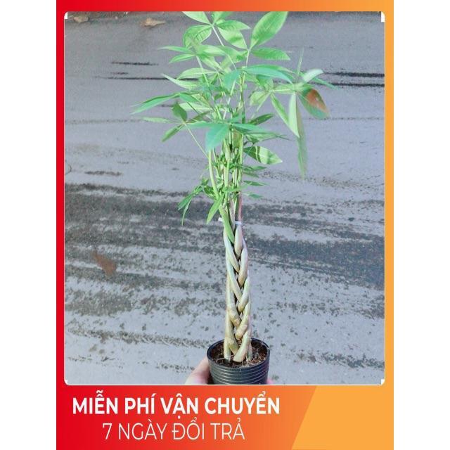 Kim Ngân Thắt Bính