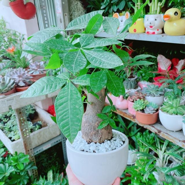 Chậu Kim Ngân Chân Voi