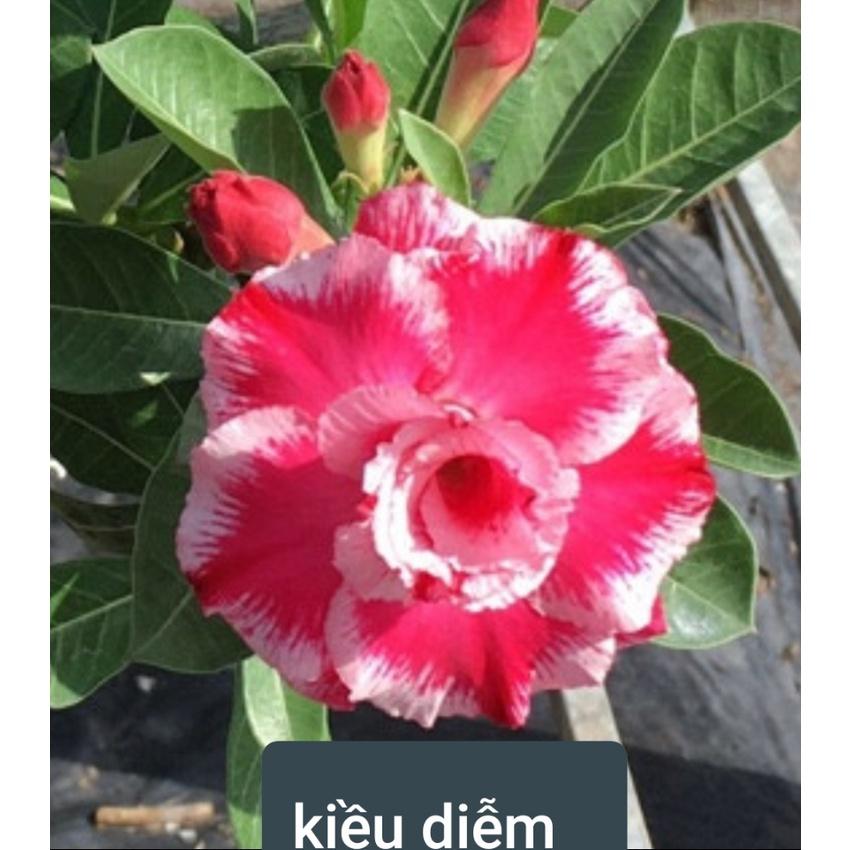 CÂY HOA SỨ THÁI CÁNH KÉP " KIỀU DIỄM "