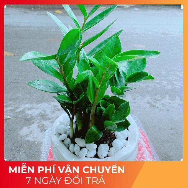 Chậu Kim Tiền Để Bàn