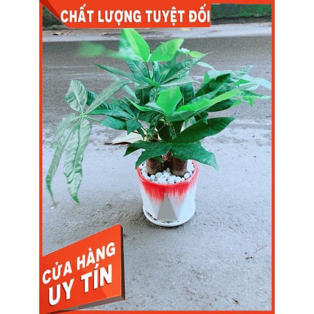 Chậu Kim Ngân 3 Thân Lớn