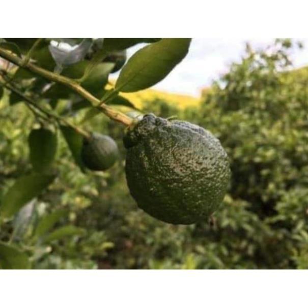 Cam DEKOPON, cây giống bầu khỏe