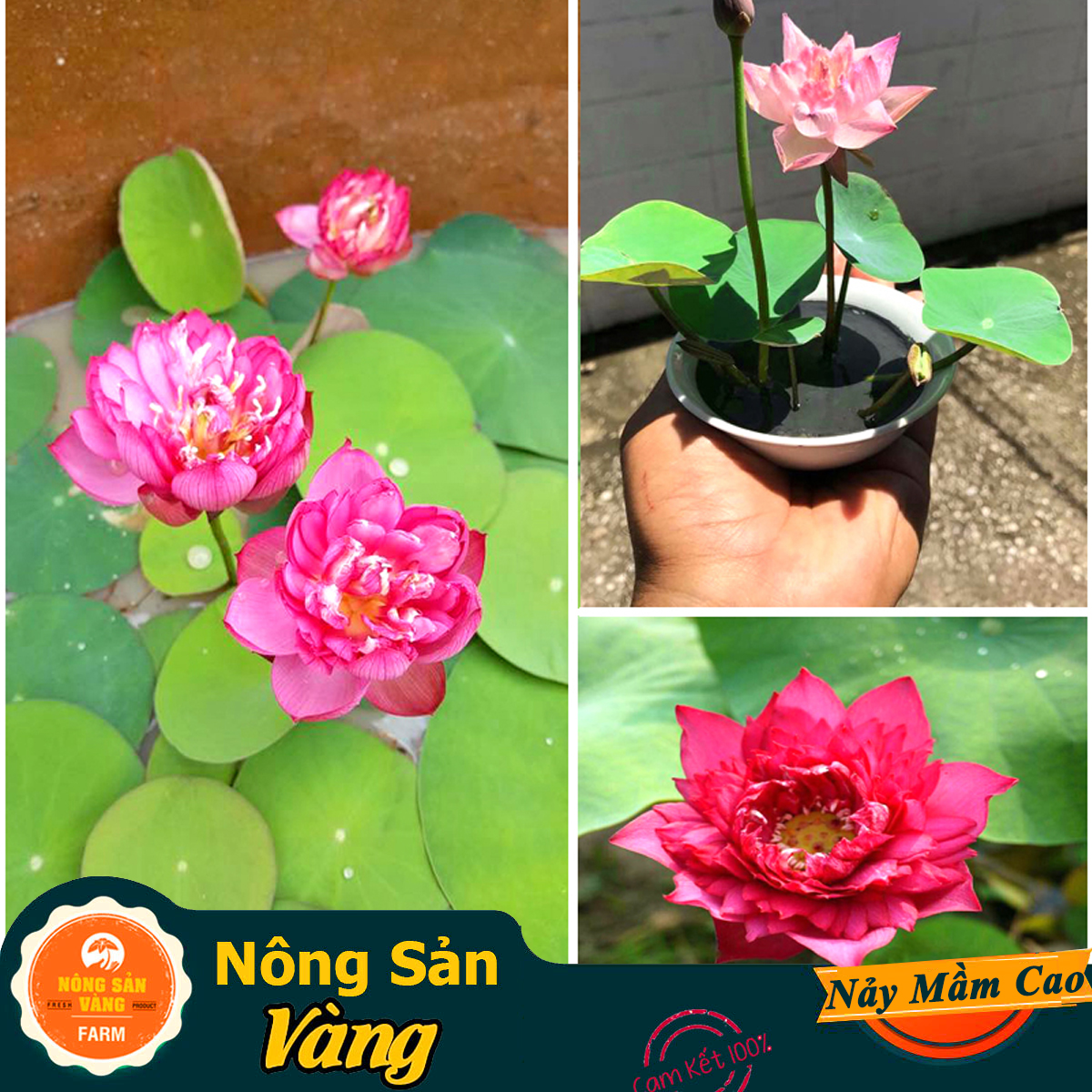 10 Hạt giống Hoa Sen Mini Nhật ( Màu Ngẫu Nhiên ) - Nông Sản Vàng