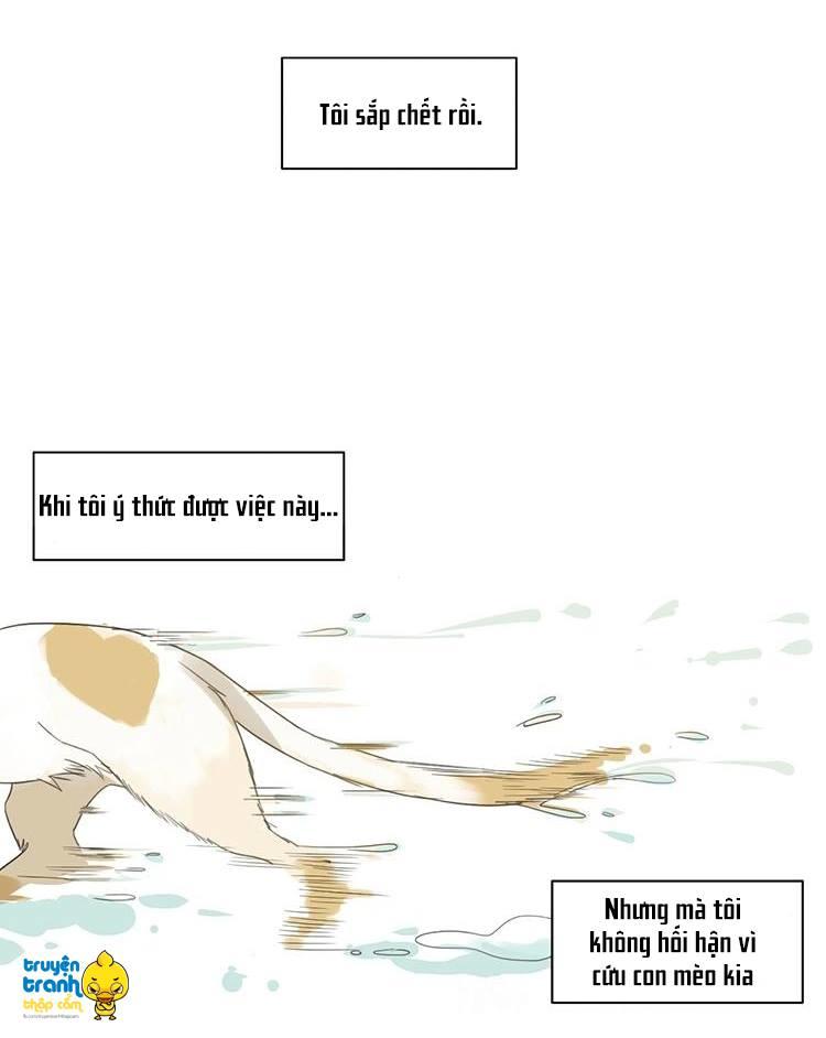 cứu mạng ! loài mèo thống trị thế giới rồi ! chapter 2 2