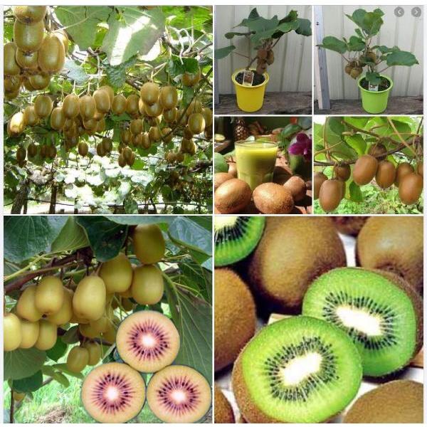 Hạt giống cây ăn trái kiwi KNS3452 - Gói 30 hạt