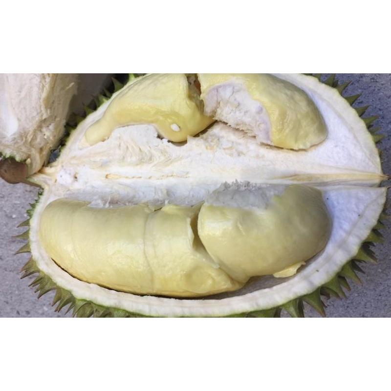 Cây giống Sầu riêng Chuồng Bò .