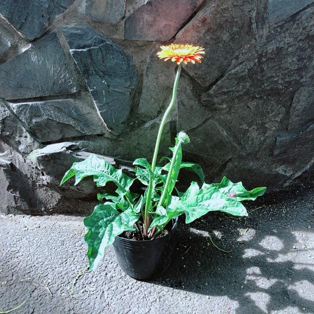 Cây Hoa Đồng Tiền