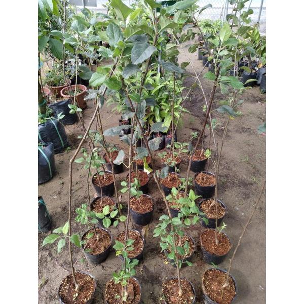 Cây giống TÁO TÂY ĐỎ - CÂY GIỐNG NHẬP KHẨU