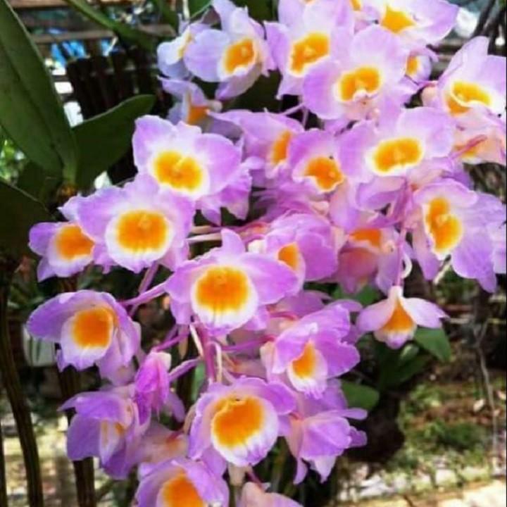 CHẬU LAN KIỀU TÍM, KIỀU HỒNG ,DÒNG LAN THỦY TIÊN - CHẬU TRỒNG THUẦN SIÊU ĐẸP