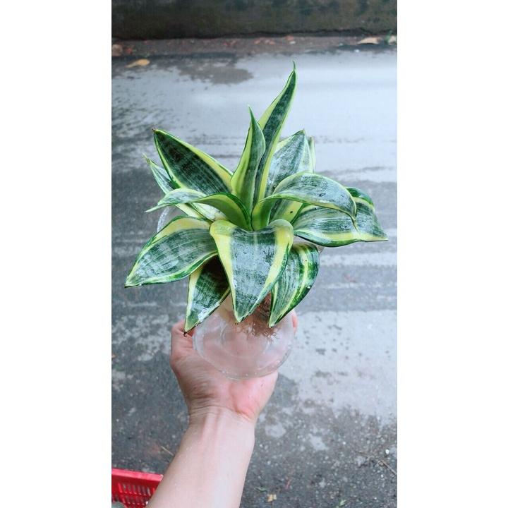 Chậu Lưỡi Hổ Thái Thuỷ Sinh