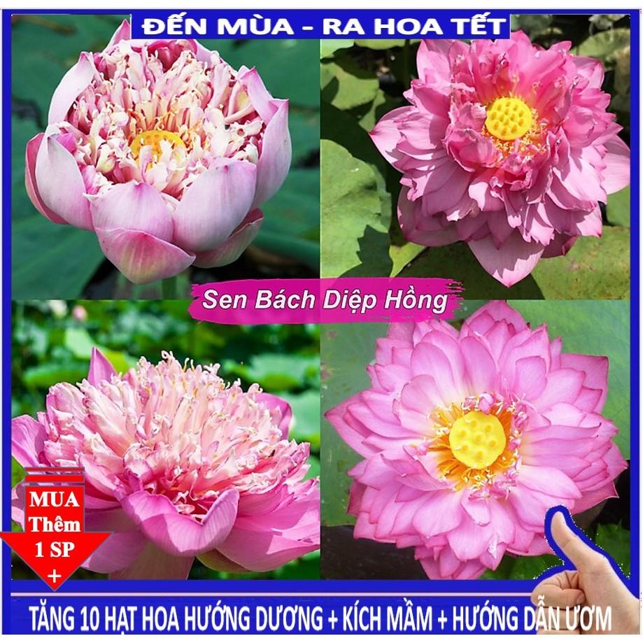 HG3C Sen Bách Diệp Trăm Cánh ( Gói 5 Hạt Đỏ, Tím, Vàng, Trắng, Hồng)