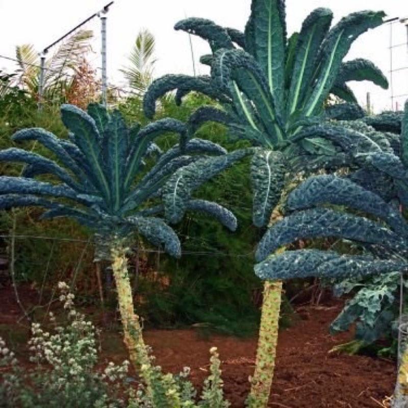 HẠT GIỐNG CẢI XANH KALE