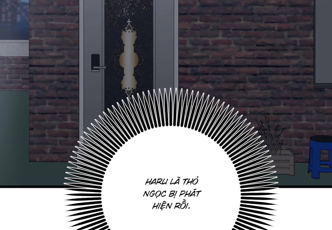 những chú thỏ của hapypy chapter 59 210