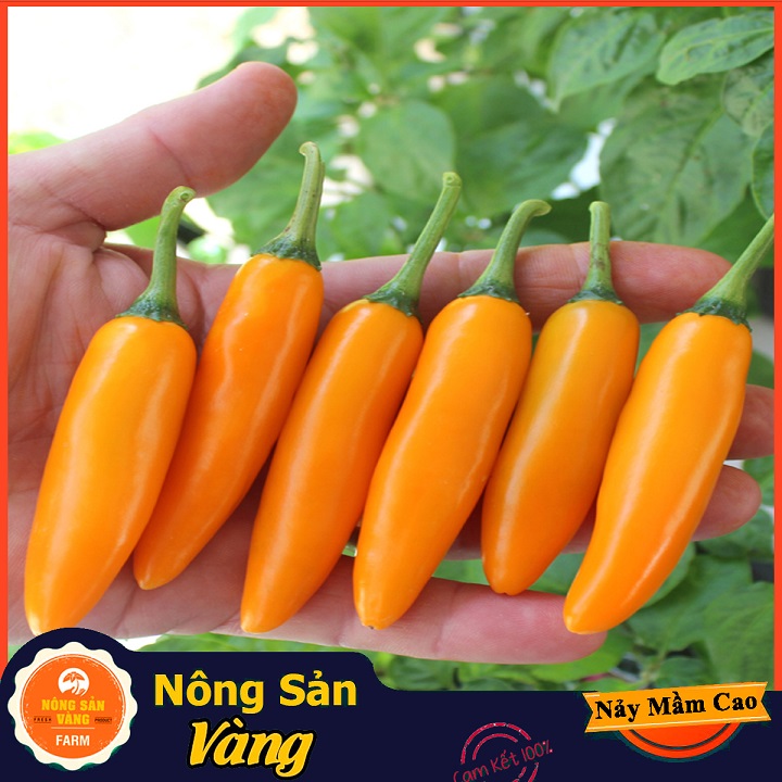 Hạt giống Ớt Xiêm ( Gói 30 Hạt ) - Nông Sản Vàng