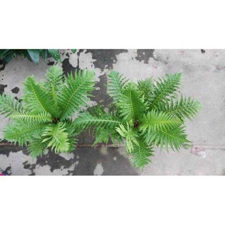 CÂY DƯƠNG XỈ KHỔNG TƯỚC- CÂY VƯỢNG PHONG THỦY, THANH LỌC KHÔNG KHÍ