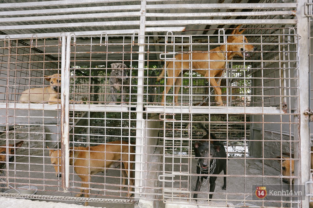 Sản phẩm vi sinh xử lý mùi hôi, chất thải chuồng nuôi thú cưng ENVIZYME PETS