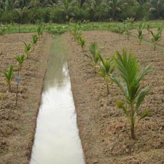 Dừa xiêm lùn vàng