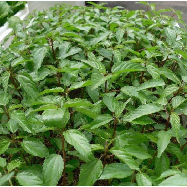 Hạt giống rau đay đỏ-gói 20gram-tặng kèm gói phân bón lót