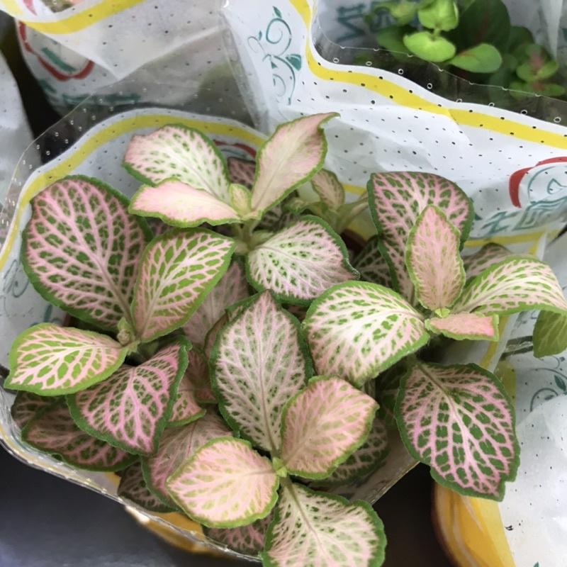 Cây cẩm nhung-cây quốc dân chơi terrarium