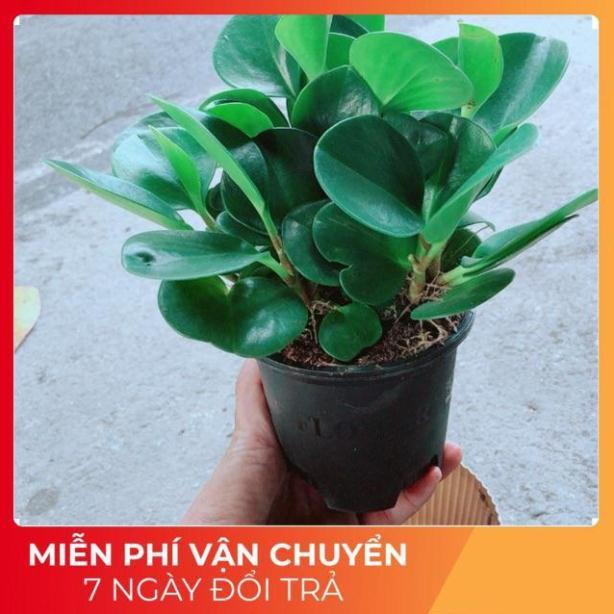 Cây Trường Sinh Kèm Chậu Tự Tưới