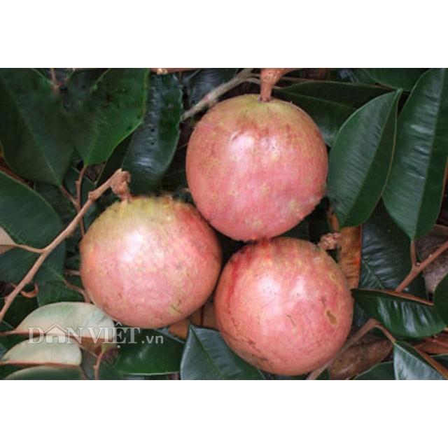 Cây giống Vú Sữa Bơ Hồng .