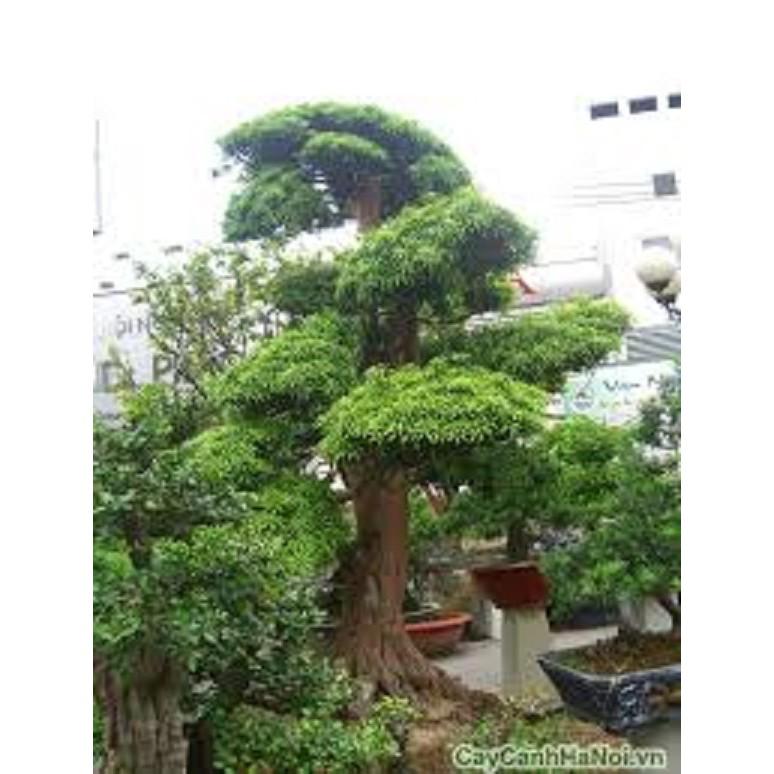 CÂY GIỐNG TÙNG LA HÁN - CÂY NHỎ