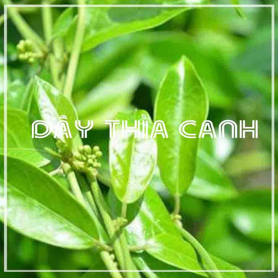 Dây Thìa Canh khô sạch đóng gói 500gram