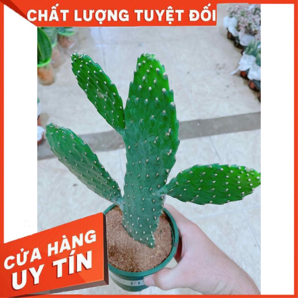 Xương rồng Nhiều Người Mua