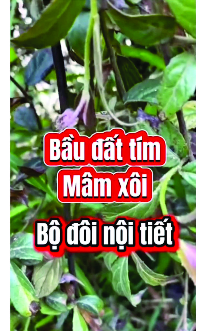 Trà túi lọc mâm xôi bầu đất tím - Điều hòa kinh Nguyệt, khô hạn, bổ trứng, tăng khả năng sinh sản
