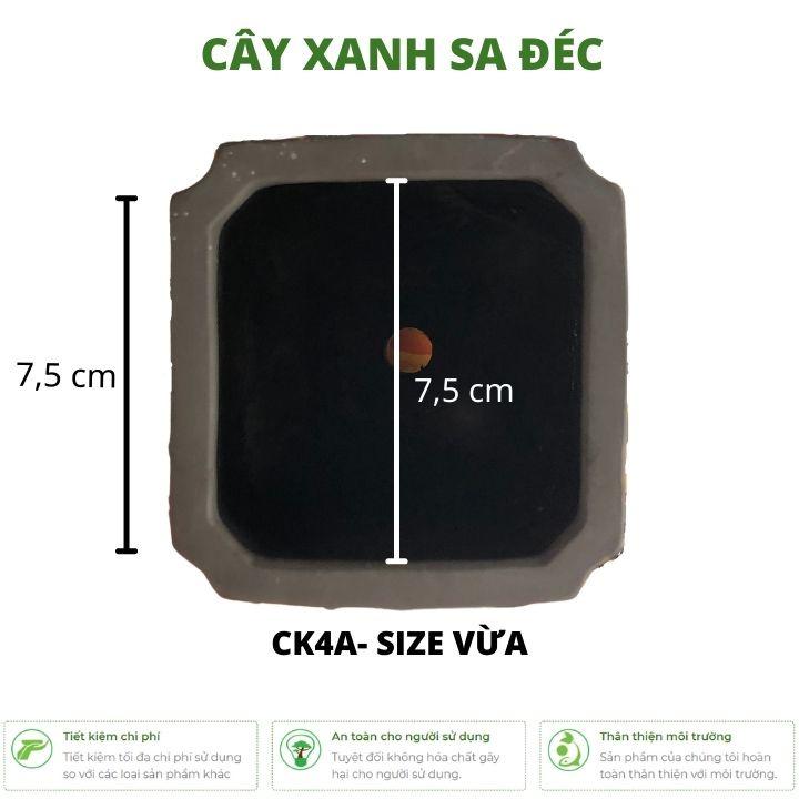 Bộ chậu vuông mini dáng cao CK4 màu trơn tối giản nhiều kích thước trồng bonsai mini, sen đá để bàn
