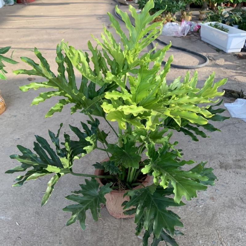 Cây trầu bà lá xẻ, trầu bà thanh xuân cao 50cm, cây cảnh phong thủy trồng trong nhà, mang đến tài lộc, may mắn