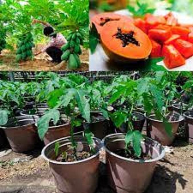 CÂY GIỐNG ĐU ĐỦ RUỘT ĐỎ LÙN ĐÀI LOAN, SIÊU QỦA, SIÊU NGON, SIÊU KINH TẾ, CAM KẾT GIỐNG CHUẨN F1