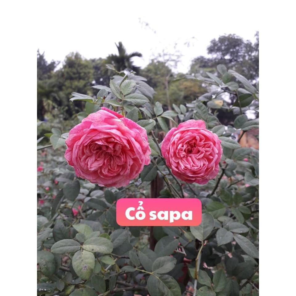 COMBO 3 BẦU CÂY GIỐNG Hoa hồng cổ Sapa