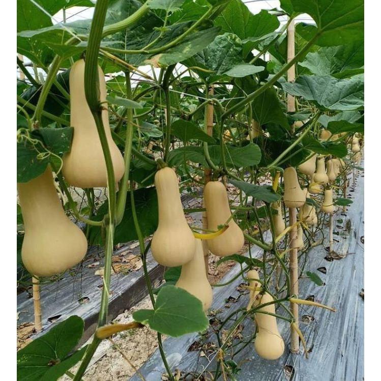 Hạt giống bí ngô mật butter F1 Đài Loan 2gram/gói
