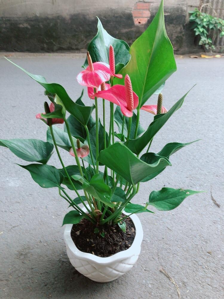 Chậu Cây Hồng Môn Size Lớn