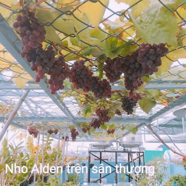 Cây Giống Nho Alden.