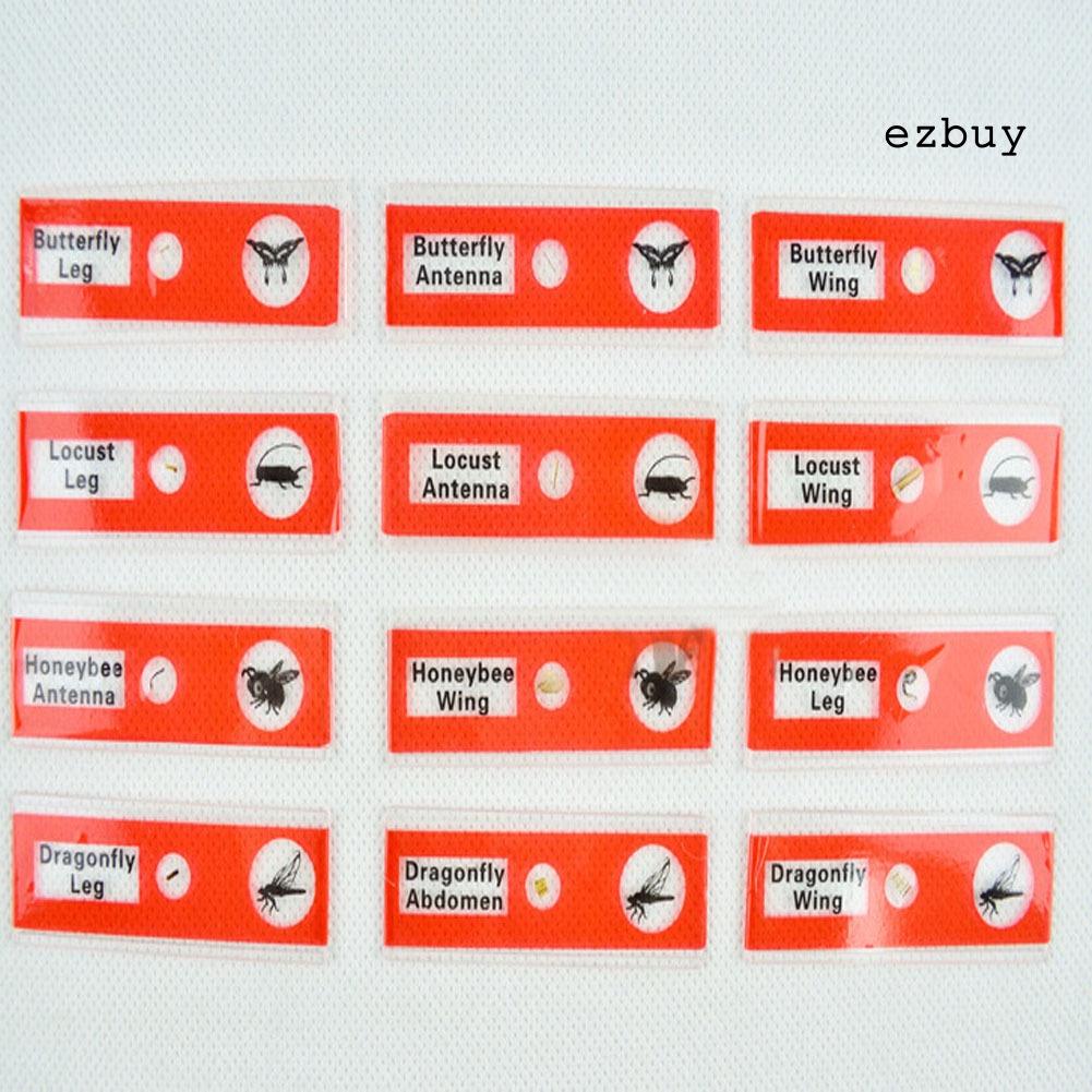 EY-12Pcs DIY Specimen Microscope Slides Children Biology Scientific Educational Toy