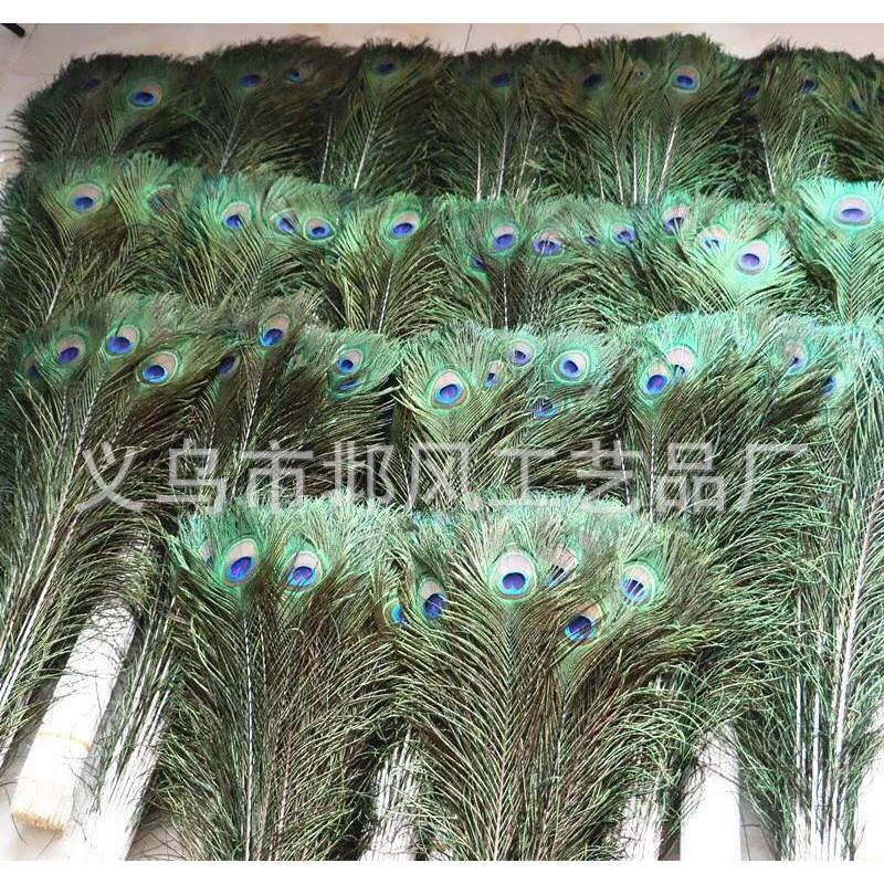 Lông chim công trang trí combo 10 chiếc