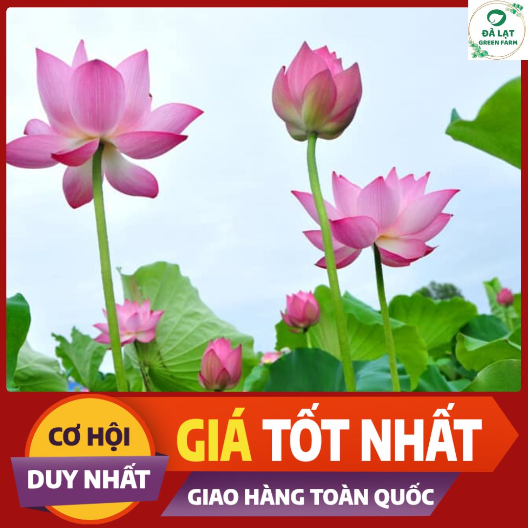 Hạt giống Hoa Sen (Hoa Sen Ta, Sen Hồng Việt Nam)