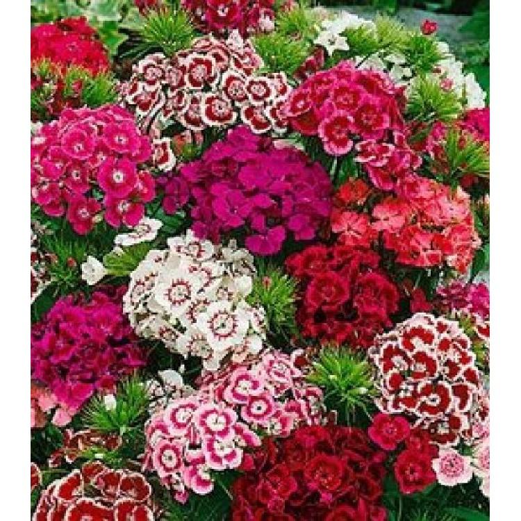 Hoa Cẩm chướng chùm Mix màu – 50Hạt