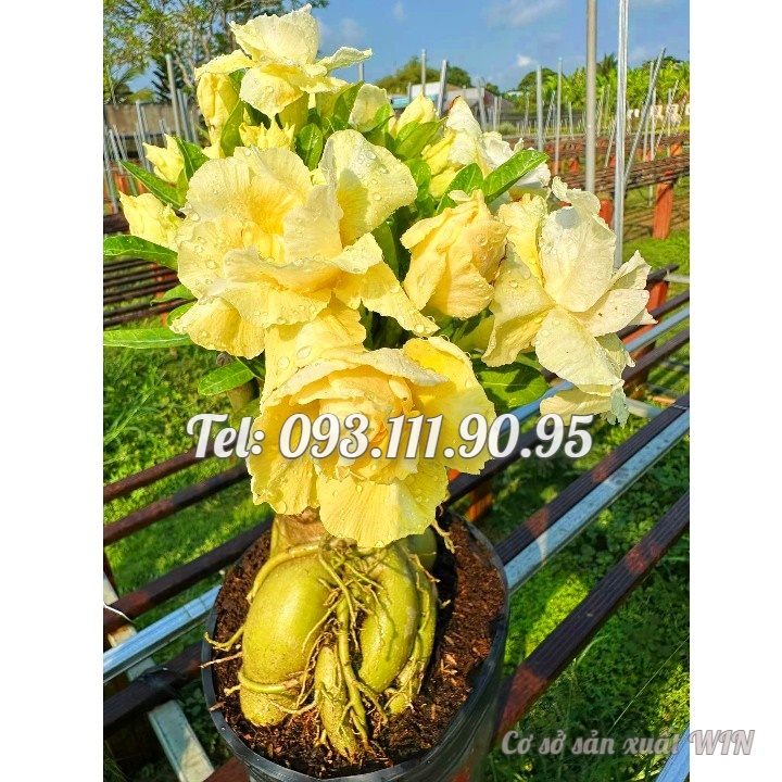 Hạt giống hoa sứ ghép Thái Lan hoa vàng cánh to - Bịch 10 hạt – Mã số 2092