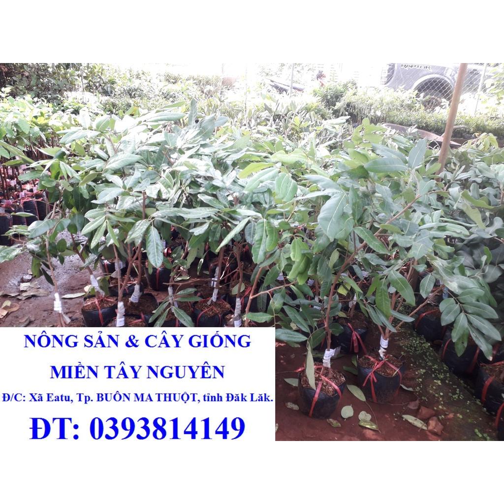 CÂY GIỐNG NHÃN LONG PHỤNG CHÂU.  )