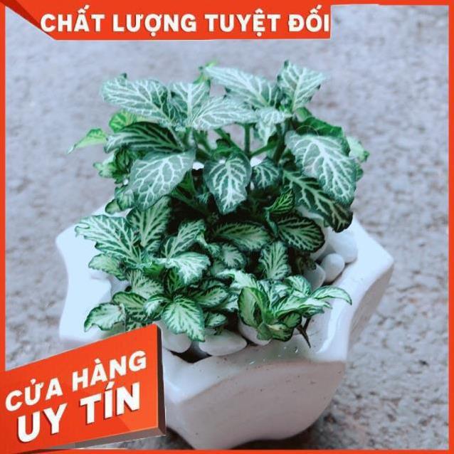 Chậu Cẩm Nhung Xanh