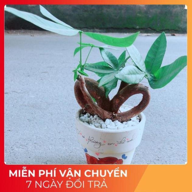 Chậu Kim Ngân Nơ
