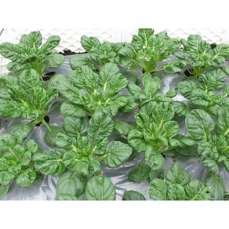 1gr hạt giống cải hoa hồng Tatsoi