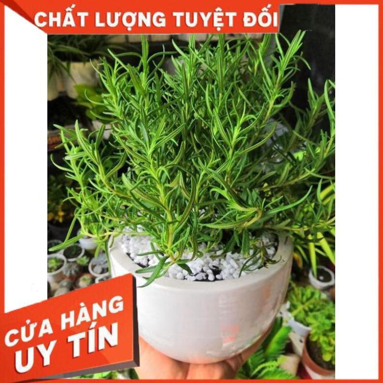 Chậu hương thảo Nhiều Người Mua