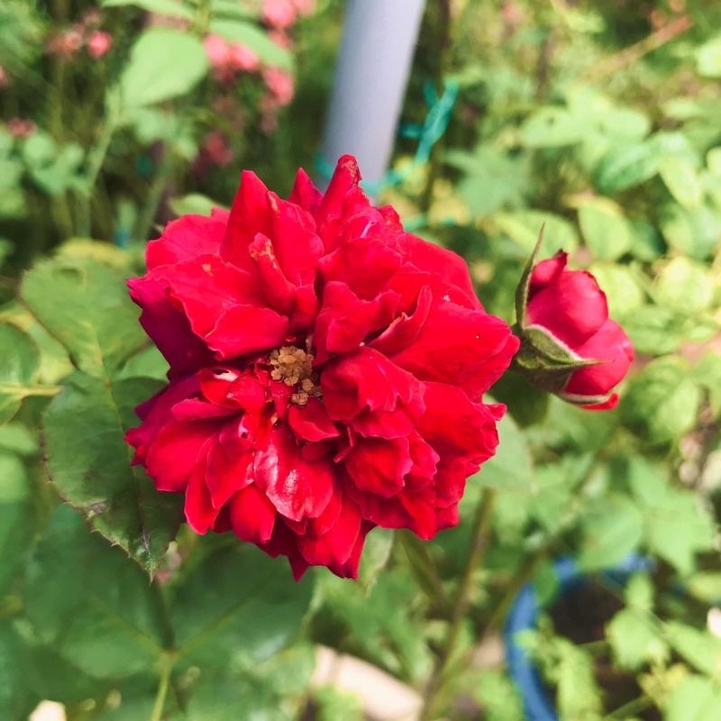 Hoa hồng leo Francis Dubreuil rose - hoa hồng pháp, hoa thơm