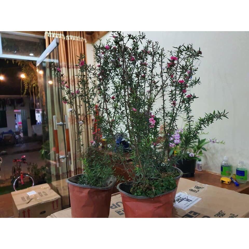 Cây Nhất Chi Mai - Tùng Tuyết Mai hàng sẵn nụ - Trang Flower