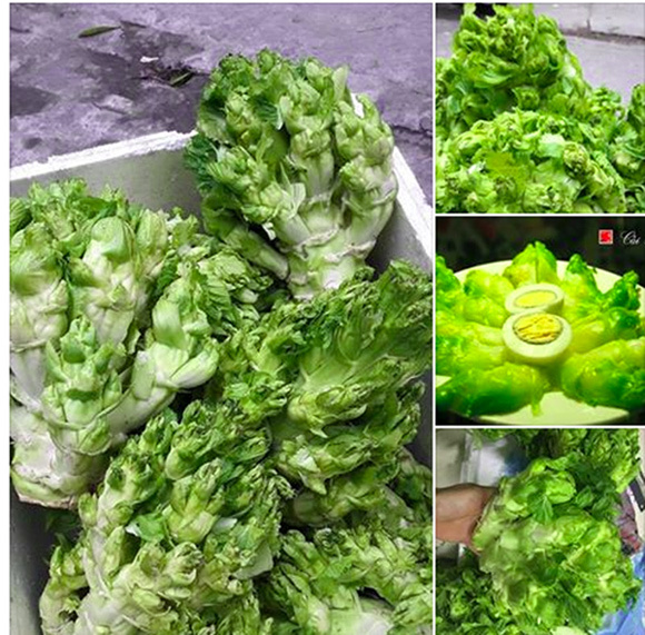 Hạt Giống Rau Cải Mầm Đá Chất Lượng Cao